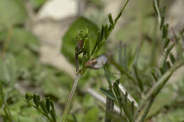 Image of wandering vetch