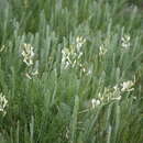 Image of Astragalus pallescens Bieb.