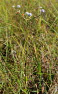 Image de Eryngium integrifolium Walt.