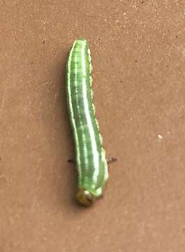 Image of European Spruce Sawfly