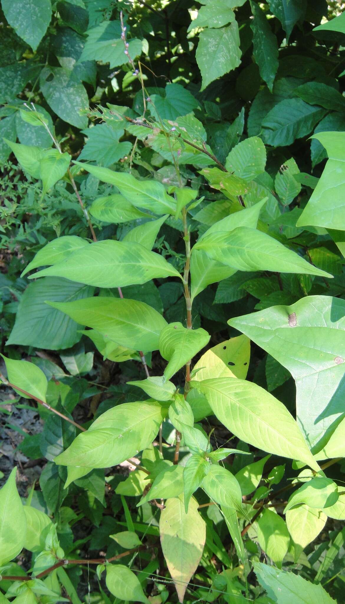 Image of Oriental Lady's-Thumb