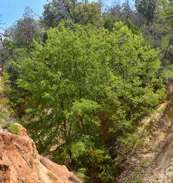 Image of Nothofagus macrocarpa (A. DC.) F. M. Vázquez & R. A. Rodr.