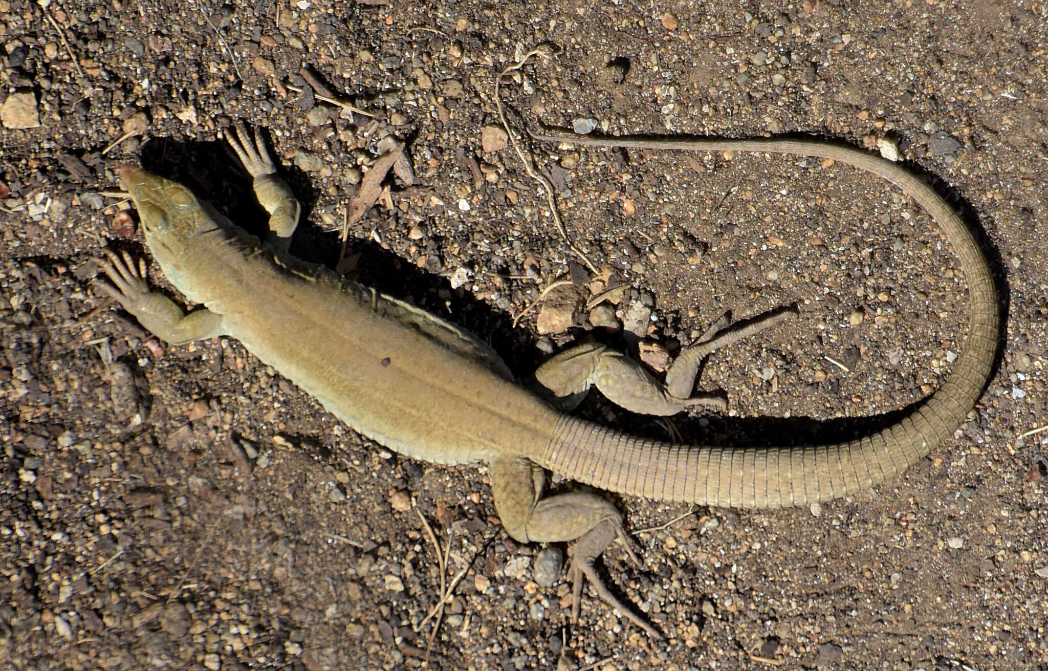 Image de Ameiva bifrontata Cope 1862