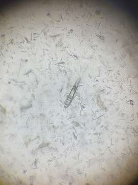 Image of Dog Follicle Mite
