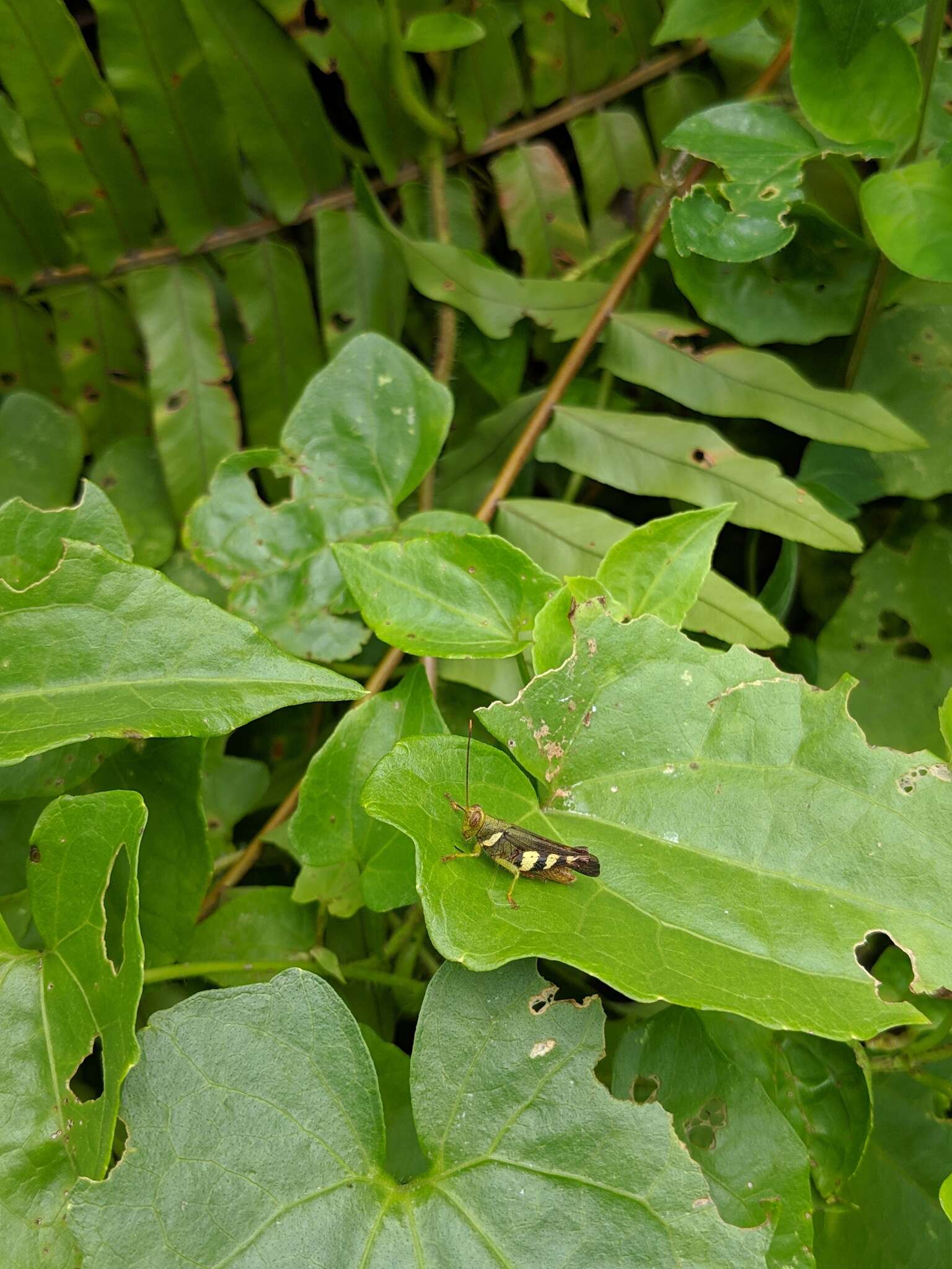 Apalacris varicornis Walker & F. 1870的圖片