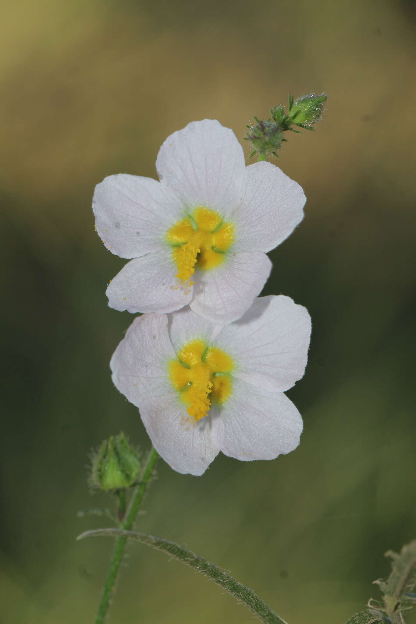 Image of White Fen-Rose