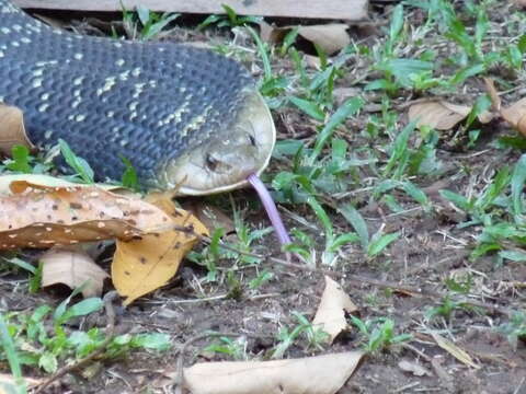 Image of Amazon False Fer-de-lance