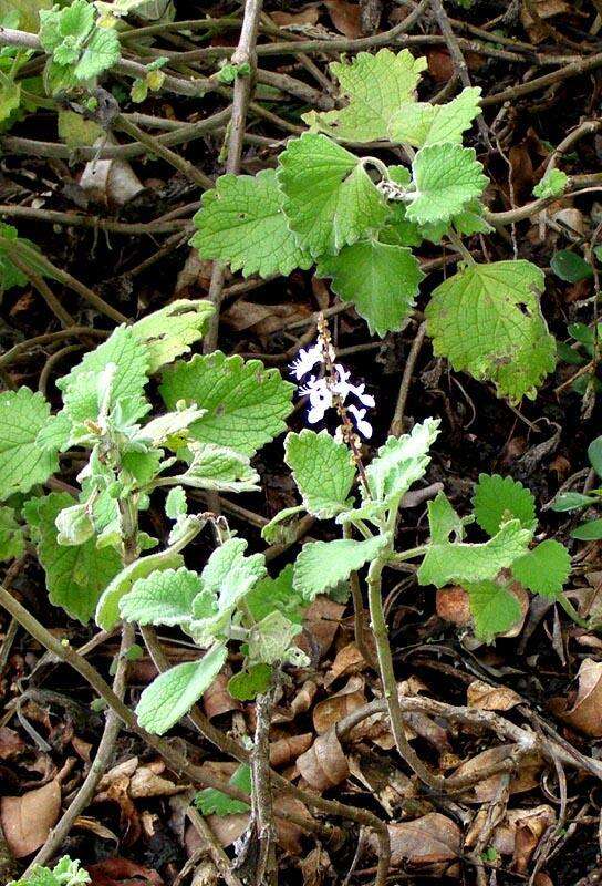 <i>Coleus hadiensis</i>的圖片