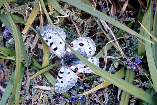 Image of Parnassius jacquemontii Boisduval 1836