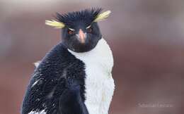 Image of American Southern Rockhopper Penguin