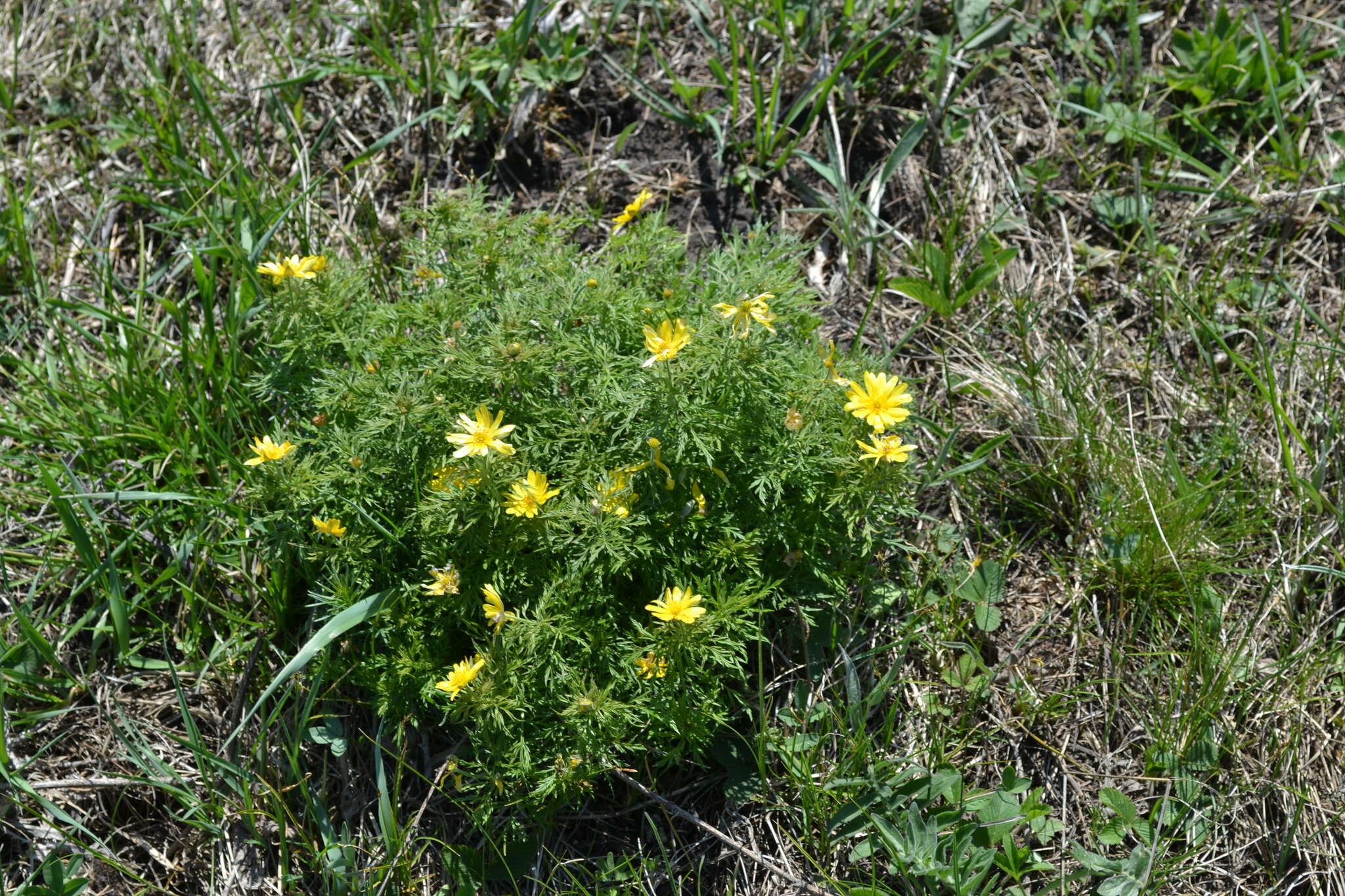 Image of Adonis volgensis DC.