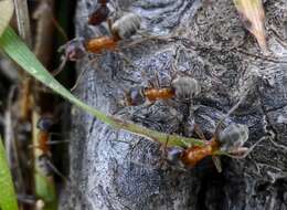 Image of Velvety Tree Ant