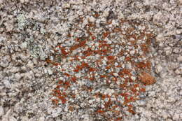 Image of sandwort orange lichen