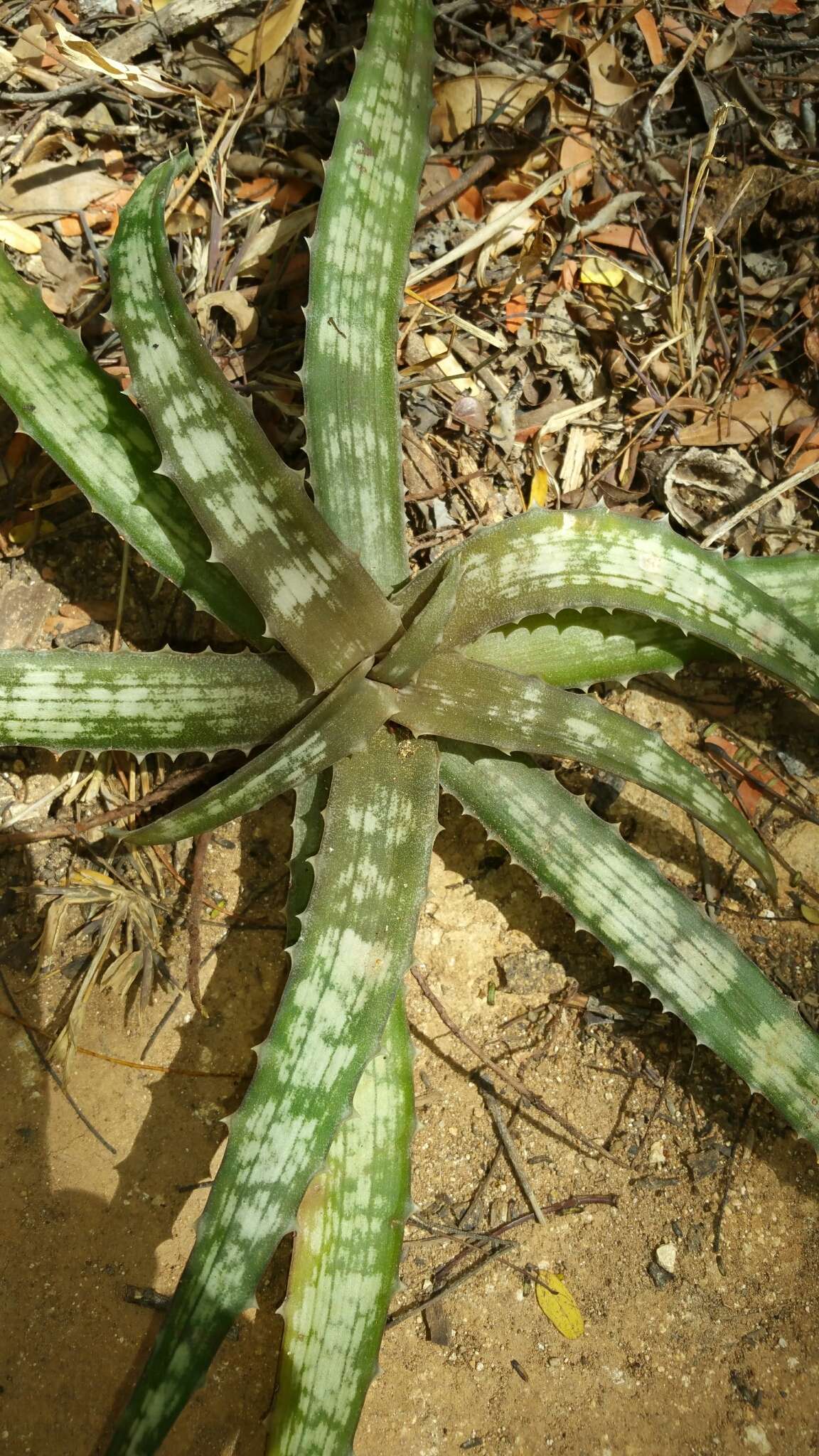 Image of Aloe ankaranensis Rauh & Mangelsdorff