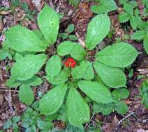 Panax quinquefolius L. resmi