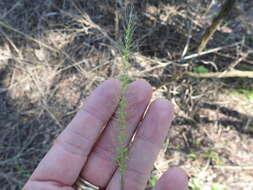 Image of southwestern bristlegrass