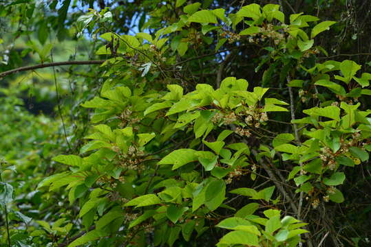 Image de Actinidia rufa (Sieb. & Zucc.) Planch. ex Miq.