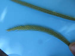 Hordeum stenostachys Godr.的圖片