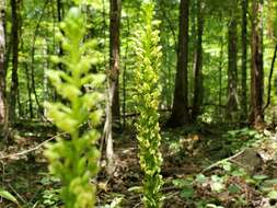 Image of palegreen orchid