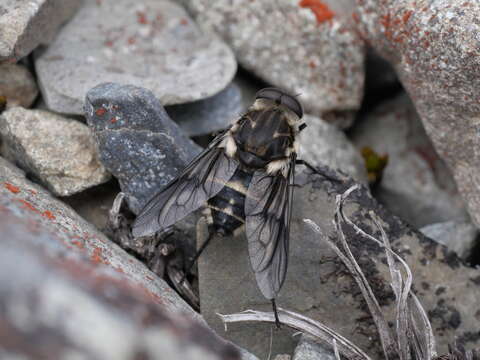 Image of Scaptia adrel (Walker 1850)