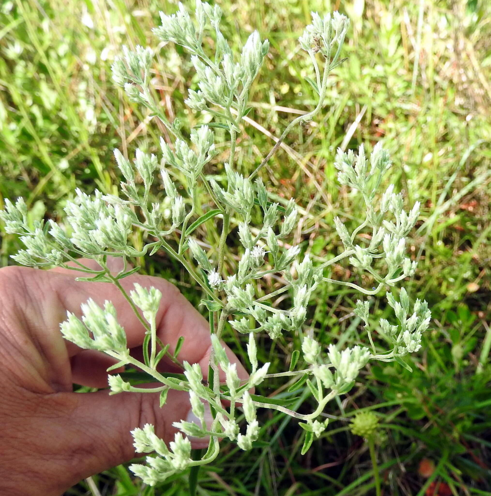 Eupatorium leucolepis (DC.) Torr. & A. Gray resmi