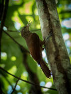 Image of Zimmer's Woodcreeper