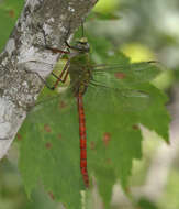 Image of Comet Darner