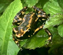 Imagem de Epipedobates darwinwallacei Cisneros-Heredia & Yánez-Muñoz 2011