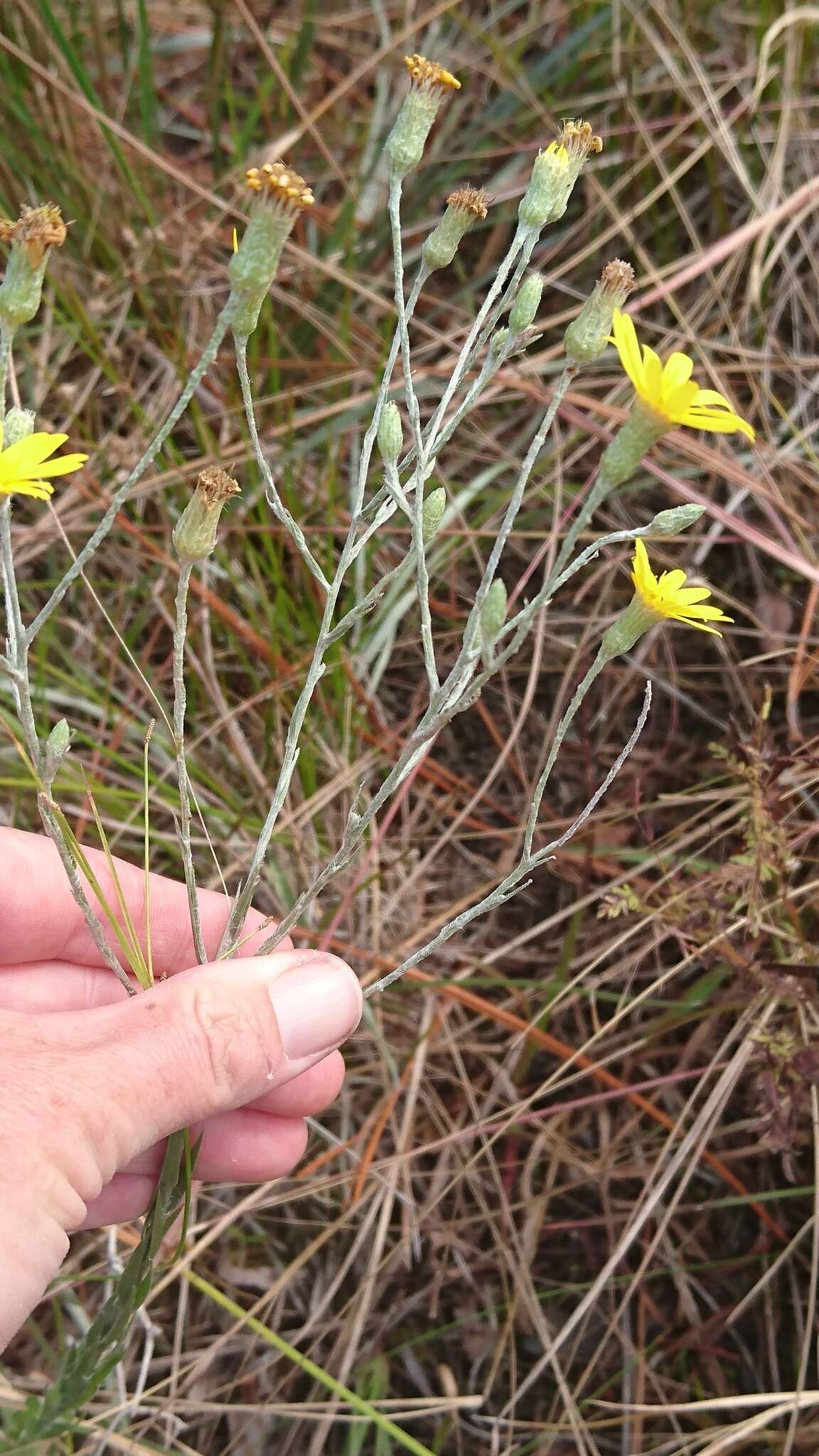 Image of Tracy's silkgrass