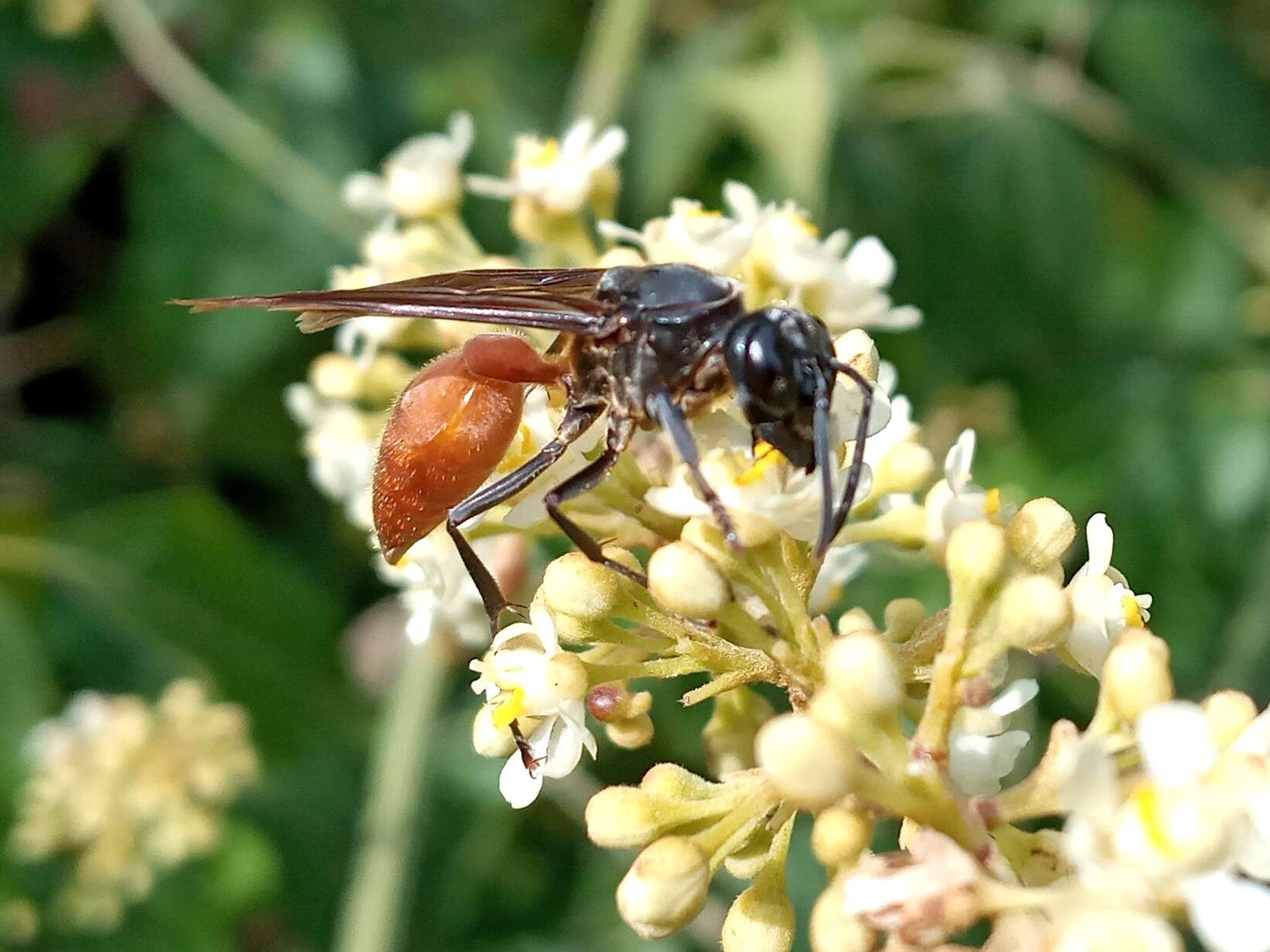 Слика од Polybia dimidiata (Olivier 1791)