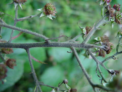 صورة Rubus macrophyllus Weihe & Nees