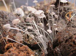 Coprinellus heptemerus (M. Lange & A. H. Sm.) Vilgalys, Hopple & Jacq. Johnson 2001的圖片