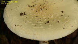 Image of Amanita subparvipantherina Zhu L. Yang, Q. Cai & Yang Y. Cui 2015