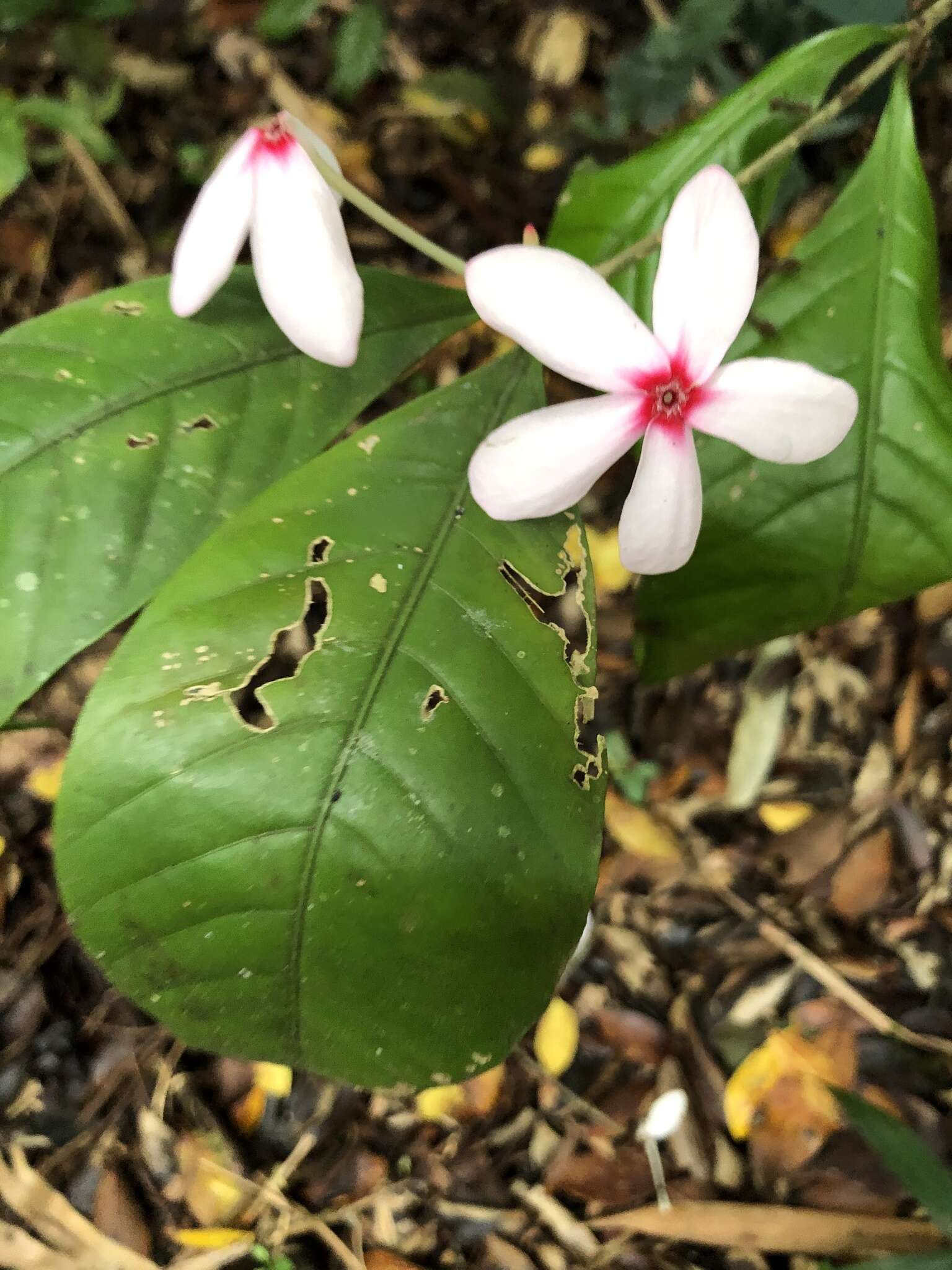 Image of Kopsia fruticosa (Ker-Gawl.) A. DC.