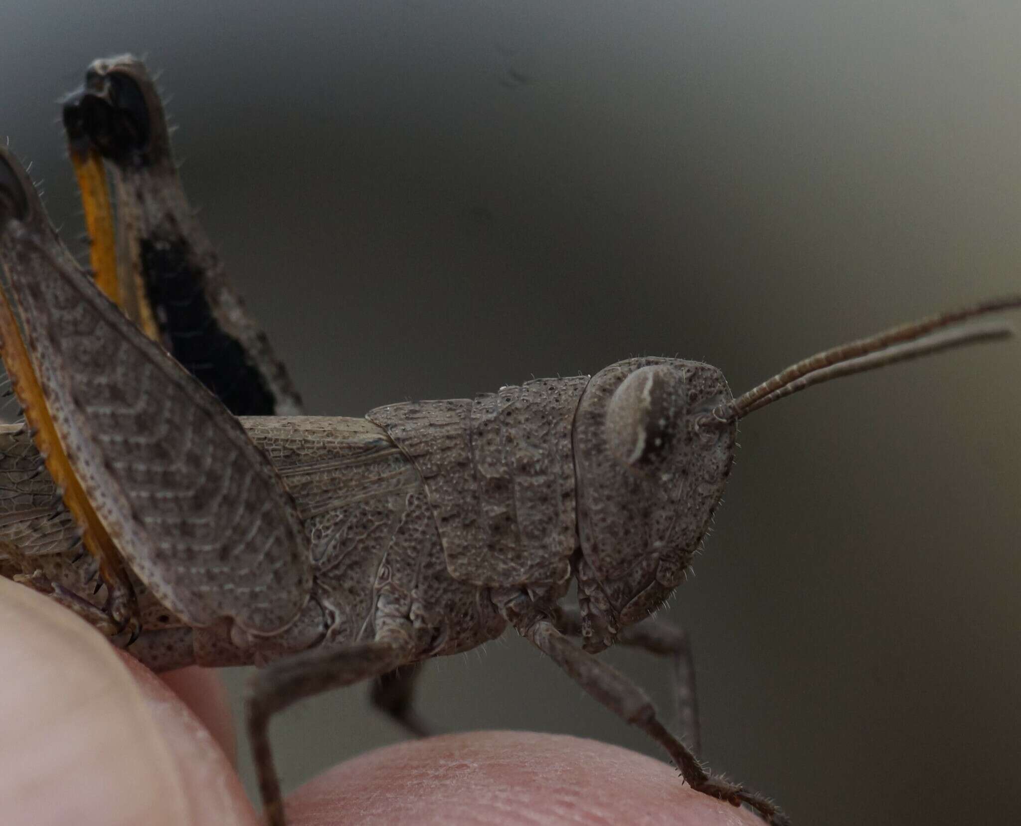 Слика од Peakesia brunnea (White & A. 1841)