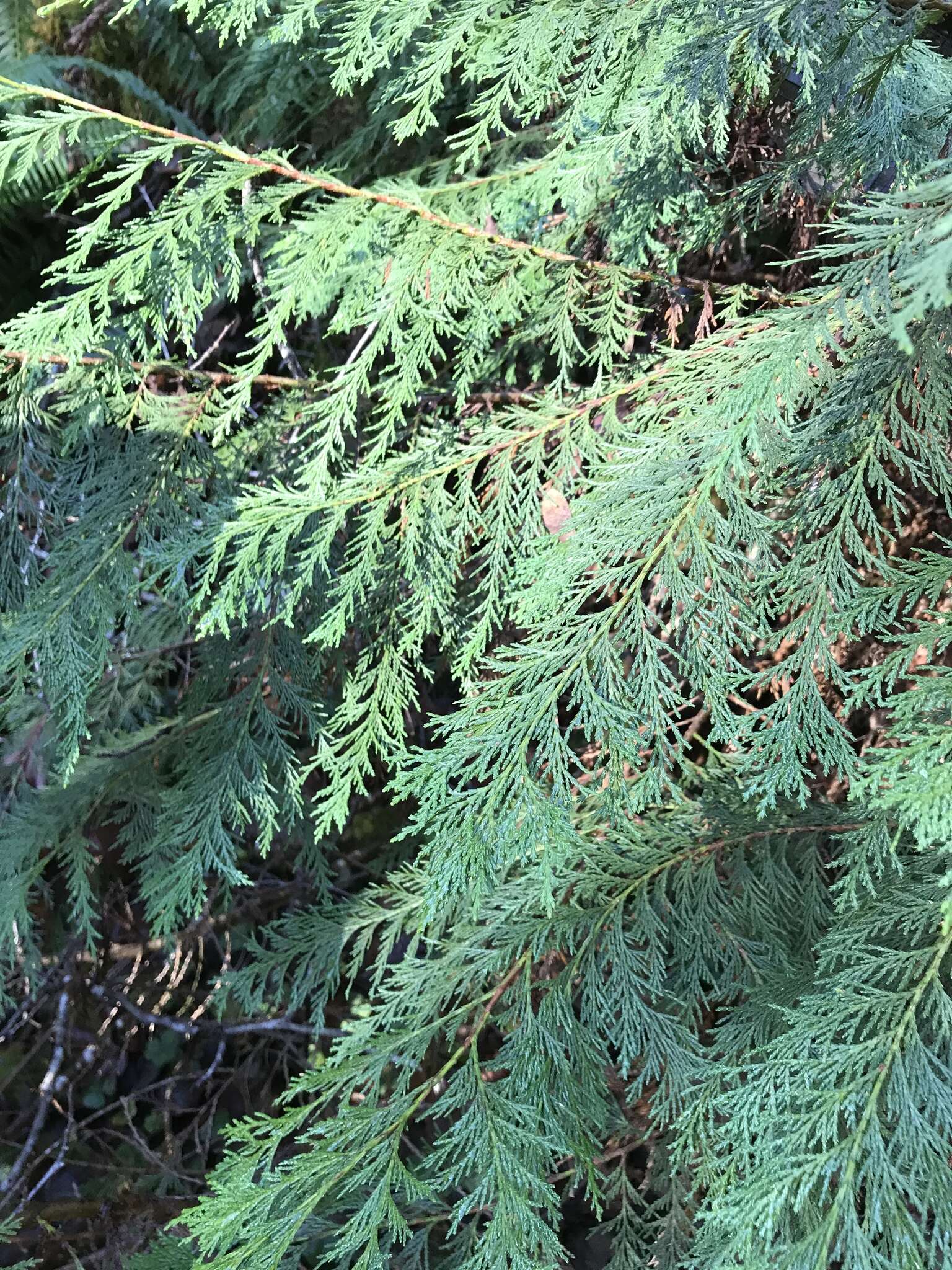 Image of Lawson's Cypress