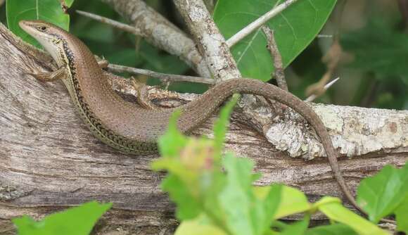 Image de Trachylepis depressa (Peters 1854)