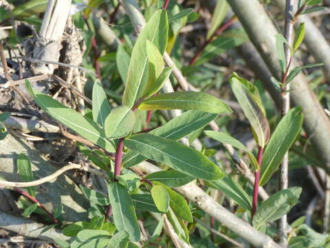 Imagem de Salix purpurea L.