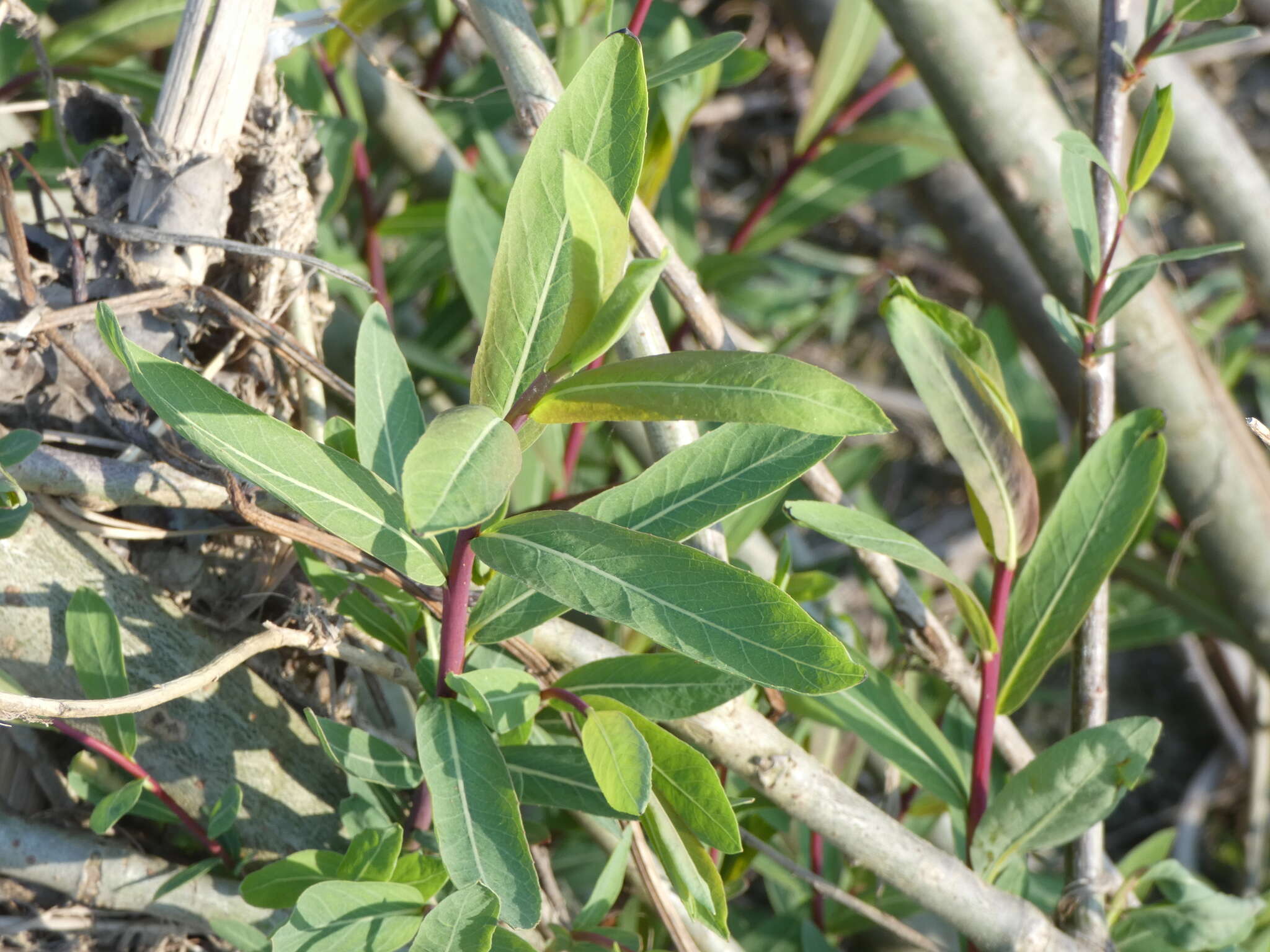 Image of purple willow