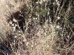 Image of Red grass