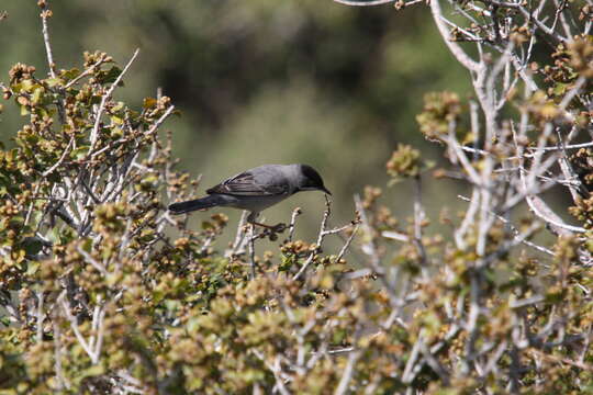 Image of Rüppell's Warbler