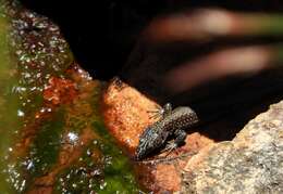 Image of Southern Rock Lizard