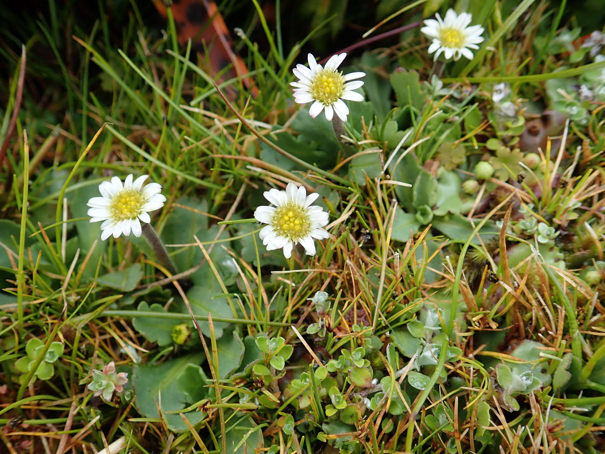 Image of Brachyscome radicata Hook. fil.