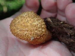 Image of Leucopholiota