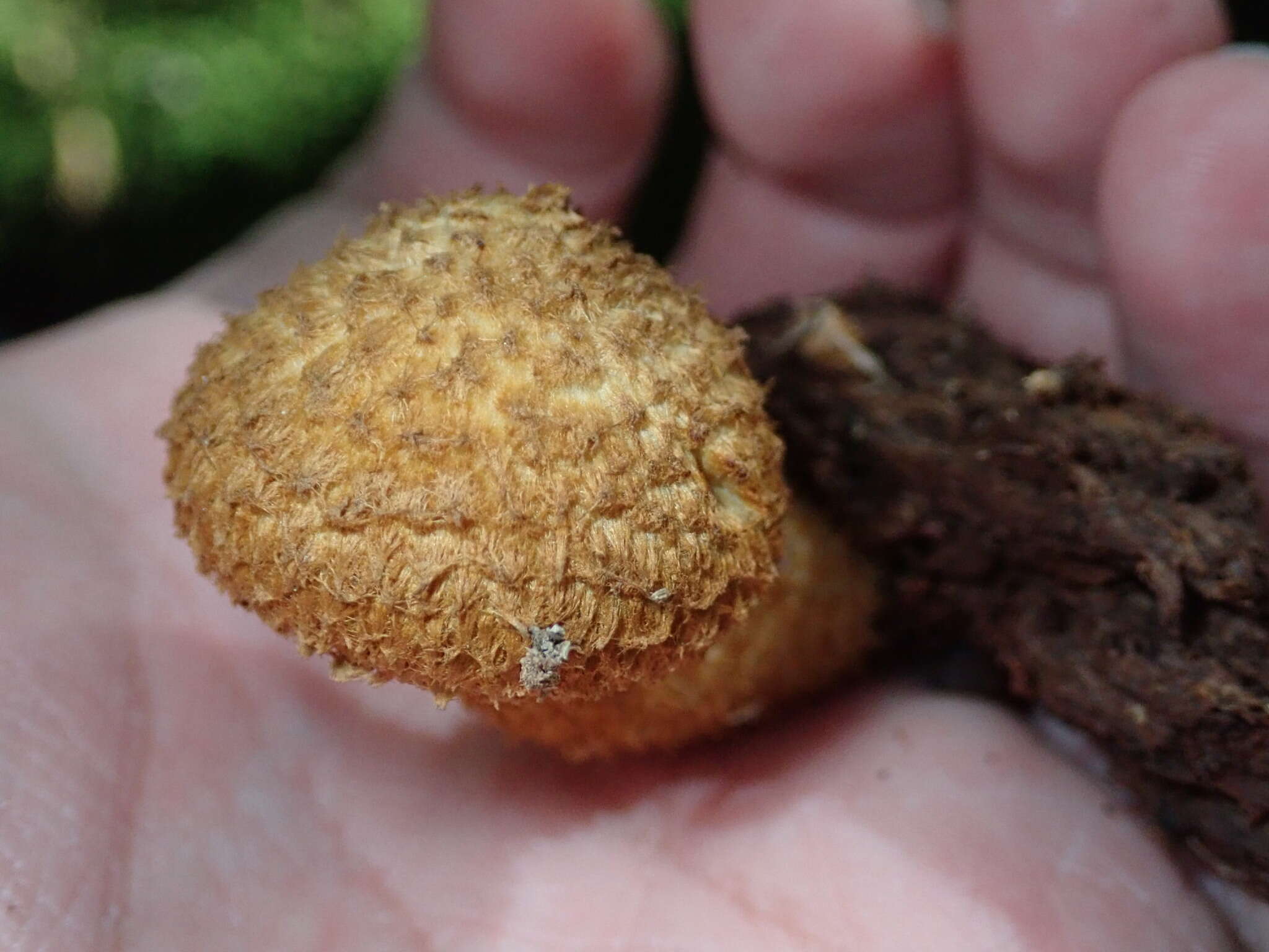 Image of Leucopholiota