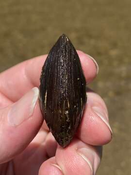 Image of Purple Lilliput