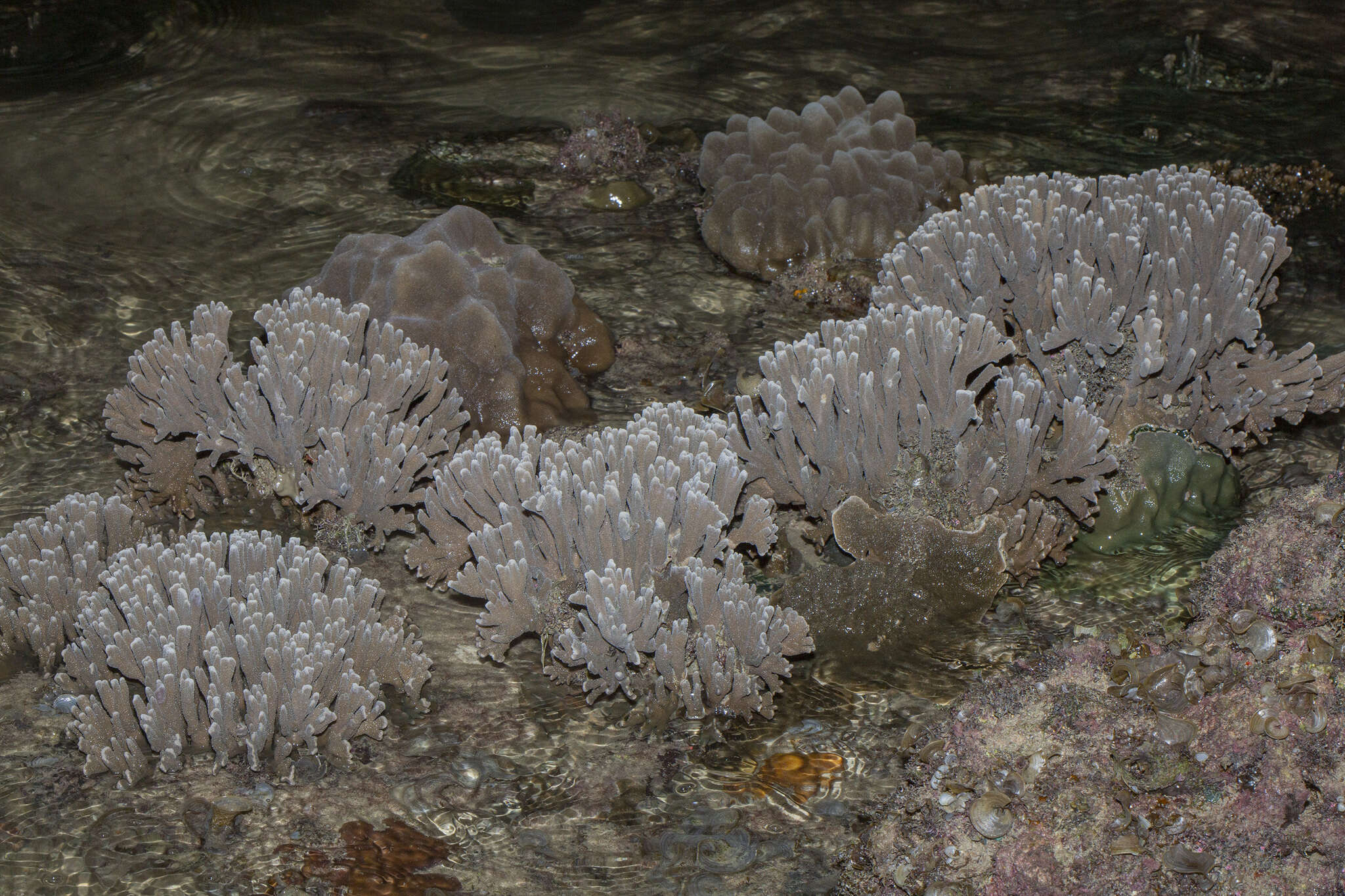 Image of pore coral