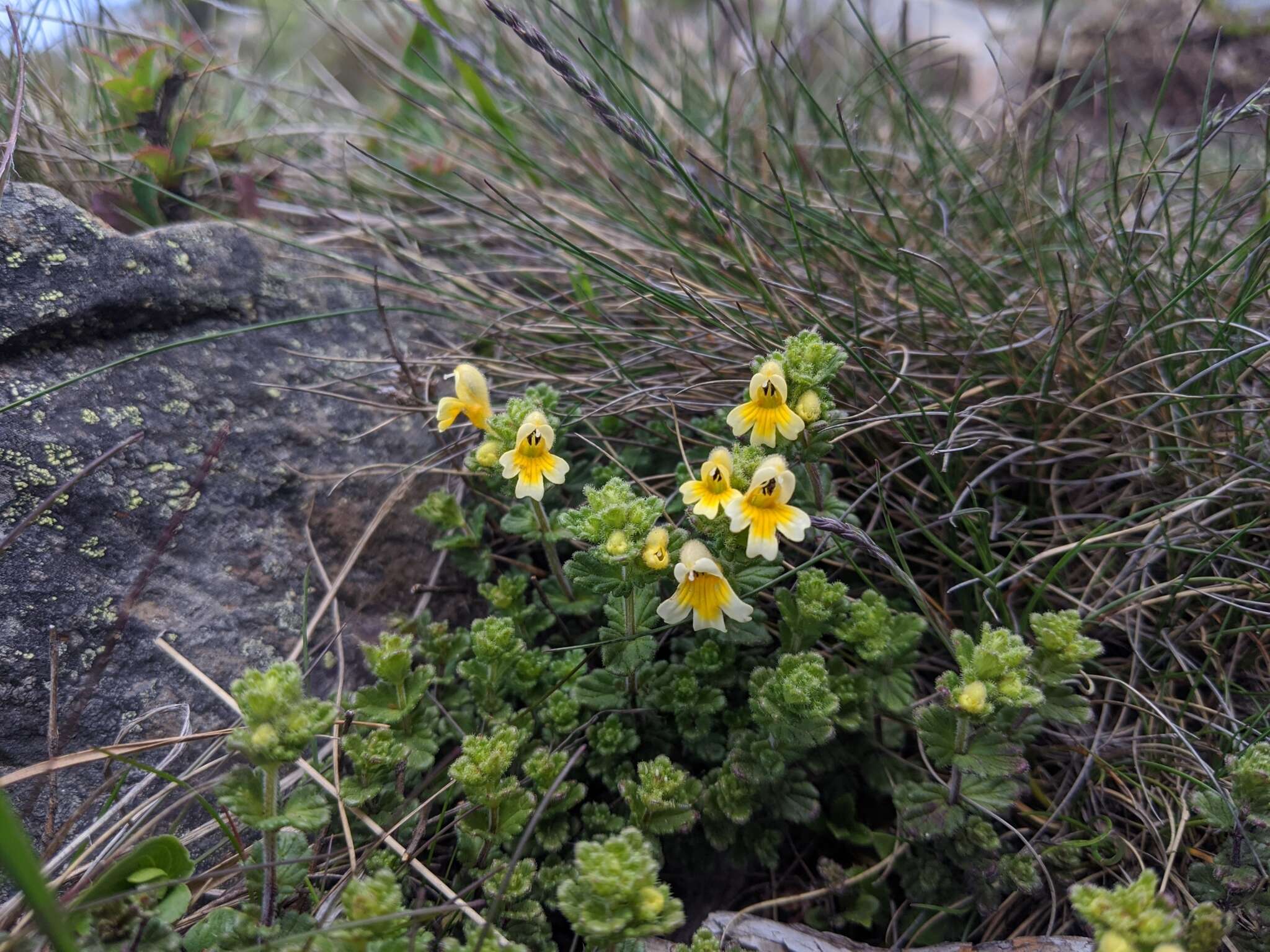 Imagem de Euphrasia nankotaizanensis Yamam.