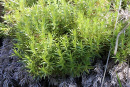 Plancia ëd Galium andrewsii subsp. gatense (Dempster) Dempster & Stebbins