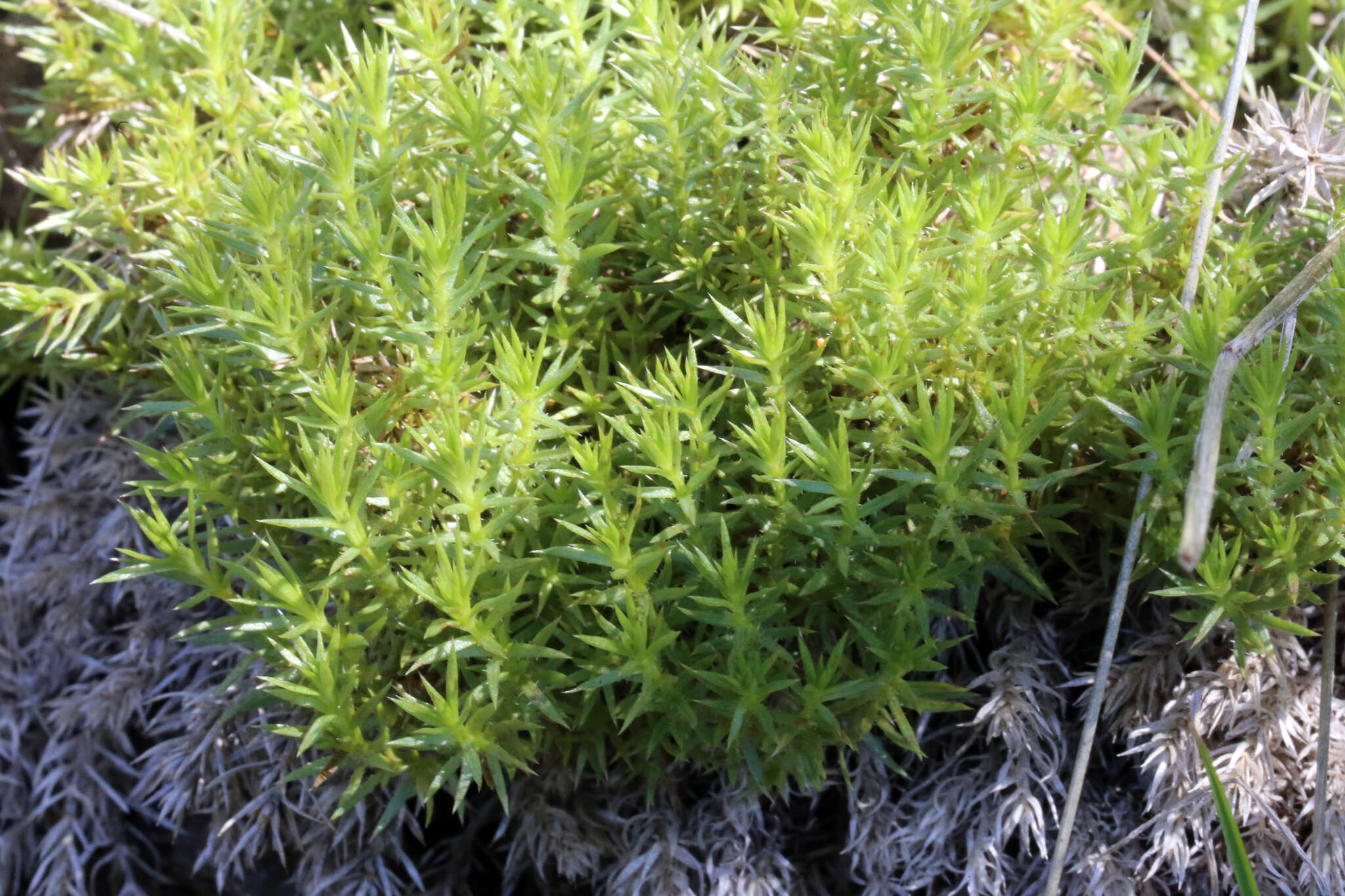 Image of serpentine bedstraw